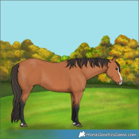 Horse Color:Bay Splash 