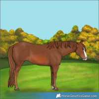 Horse Color:Chestnut Splash 