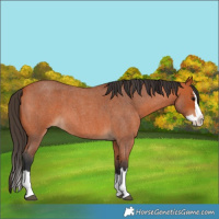 Horse Color:Bay Roan Splash 