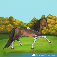 Horse Color:Buckskin Tobiano 