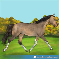 Horse Color:Buckskin Dun Tobiano 