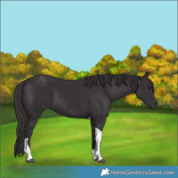 Horse Color:Smoky Black Tobiano 