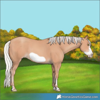 Horse Color:Silver Amber Champagne Frame 
