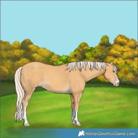 Horse Color:Gold Cream Champagne 