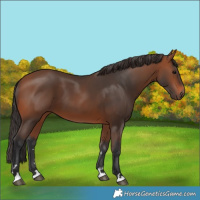 Horse Color:Bay 