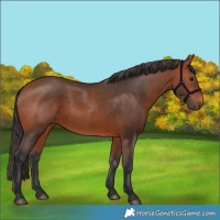 Horse Color:Bay 
