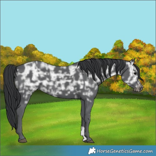 Horse Color:Black Ice Sabino 
