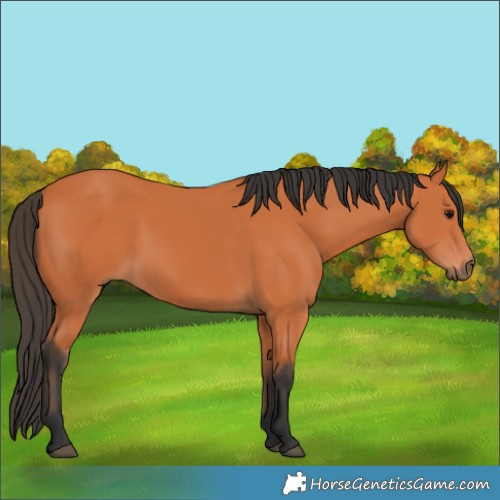Horse Color:Bay 