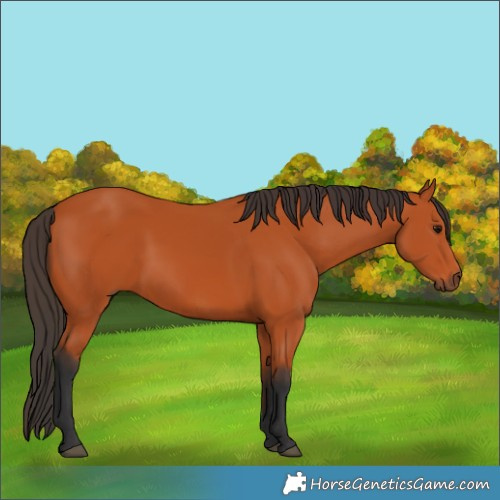 Horse Color:Bay 