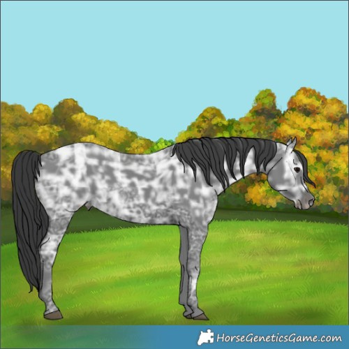 Horse Color:Black Ice 