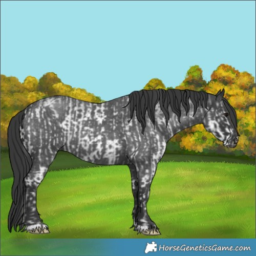 Horse Color:White Spotted Blue Roan Rabicano and Blue Roan Rabicano