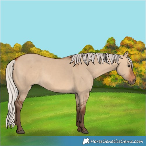 Horse Color:Silver Bay Dun