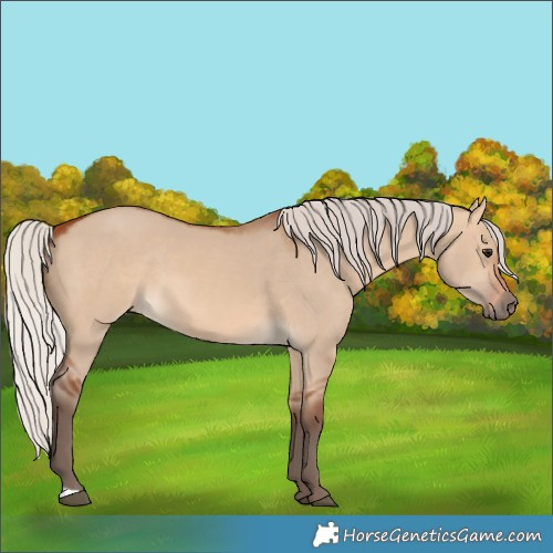 Horse Color:Silver Bay Dun 
