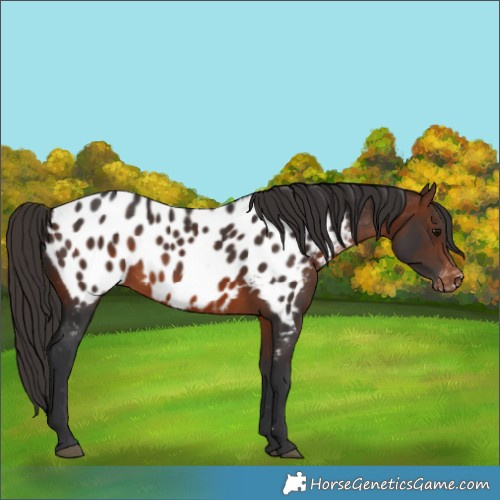 Horse Color:Brown Appaloosa