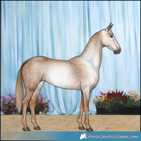 Horse Color:Gray Chestnut 