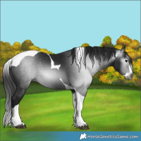 Horse Color:Gray Black Splash Tobiano 
