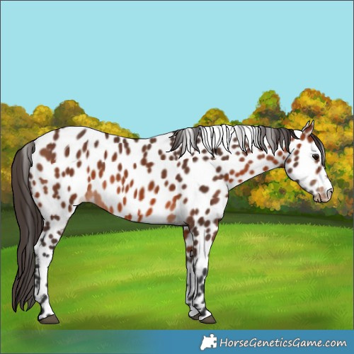 Horse Color:Bay Appaloosa