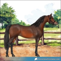 Horse Color:Brown 
