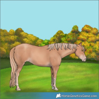 Horse Color:Gold Champagne Rabicano 