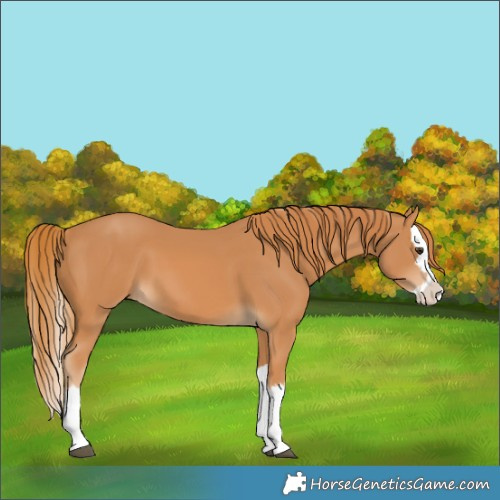 Horse Color:Chestnut Splash 