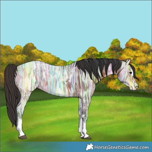 Horse Color:Bay Ice Rabicano 