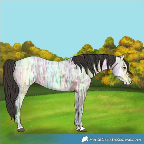 Horse Color:Bay Ice Rabicano 