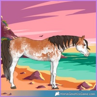 Horse Color:White Spotted Bay Splash  and White Spotted Bay Splash 