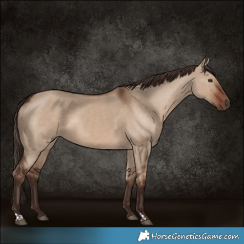 Horse Color:Liver Red Dun