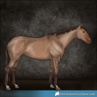Horse Color:Liver Red Dun