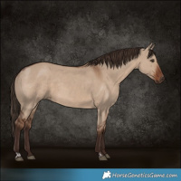 Horse Color:Liver Red Dun 