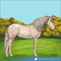 Horse Color:Gold Champagne Pearl Rabicano  and Gold Champagne Pearl Rabicano 