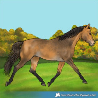 Horse Color:Buckskin 