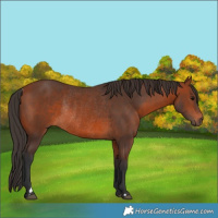 Horse Color:Bay Rabicano 