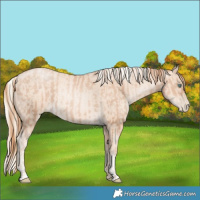 Horse Color:Gold Champagne Pearl Rabicano  and Gold Cream Champagne Pearl Rabicano 