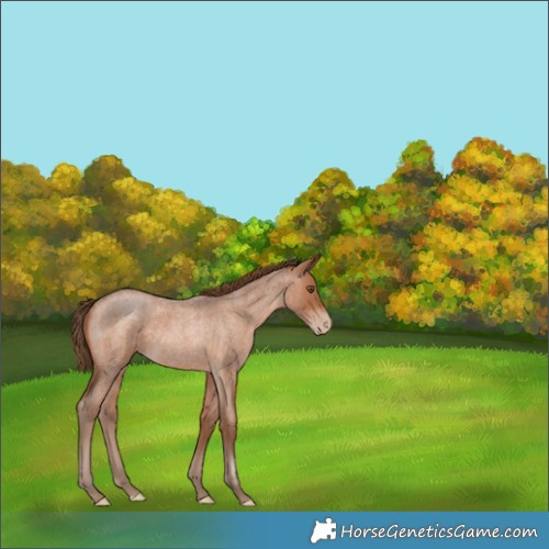 Horse Color:Brown Roan Pearl Rabicano 