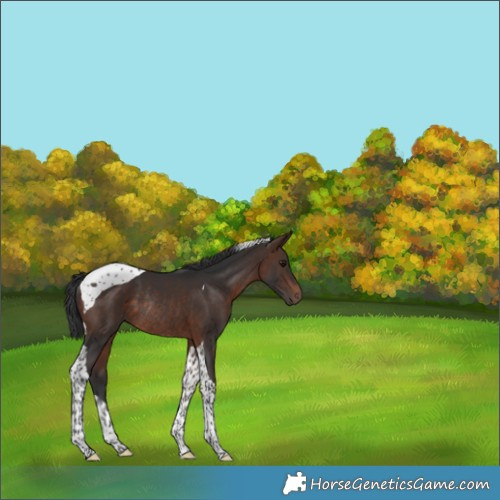 Horse Color:Bay Tobiano Rabicano 