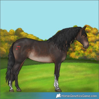 Horse Color:Brown Tobiano Rabicano