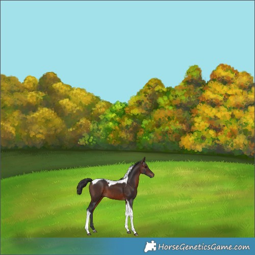 Horse Color:Brown Tobiano 