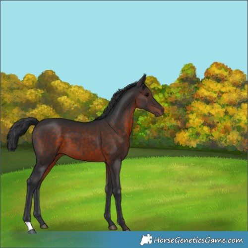 Horse Color:Brown 
