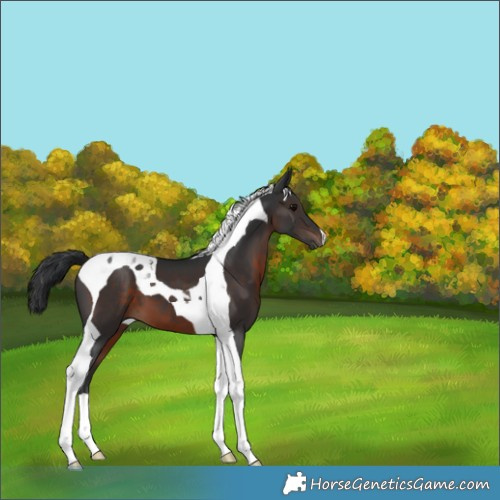 Horse Color:Brown Tobiano 