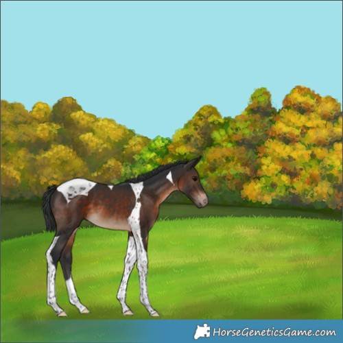 Horse Color:Brown Tobiano 