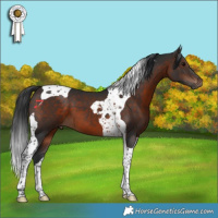 Horse Color:Brown Tobiano 