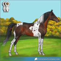 Horse Color:Brown Tobiano 