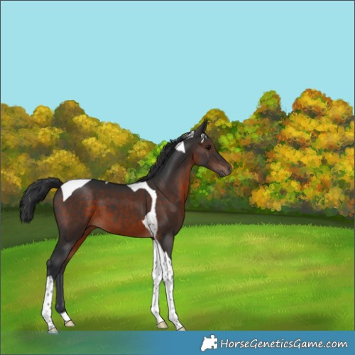 Horse Color:Brown Tobiano 