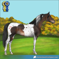 Horse Color:Brown Tobiano 