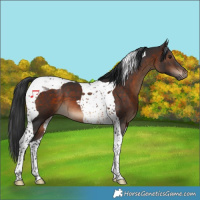 Horse Color:Brown Tobiano 