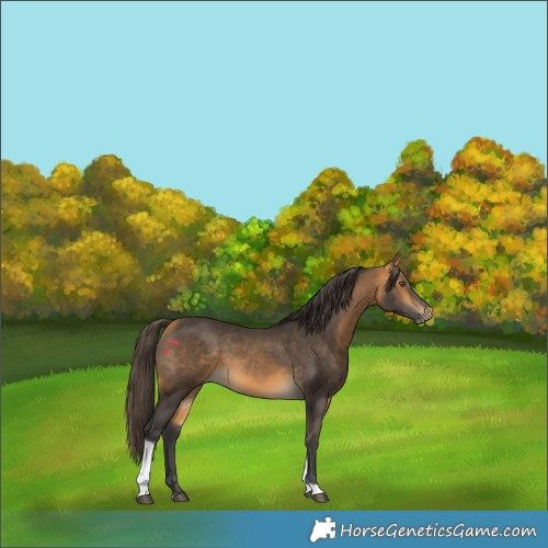 Horse Color:Buckskin Tobiano 