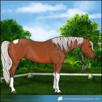Horse Color:Silver Bay Tobiano Rabicano 