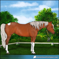 Horse Color:Silver Bay Tobiano Rabicano
