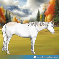 Horse Color:Silver Amber Champagne Dun Splash Appaloosa 